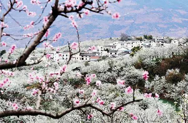 2012年,九襄花海果香被评为四川十大最美花卉观赏地.